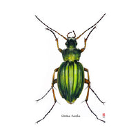 Carnet d'insectes N.1 - Coléoptère Carabus Auratus