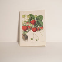Cahier Kitchen - John Derian