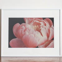 Forme Botanique Pivoine C1 - Michiko Picco