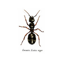 Carnet d'insecte N.1 - Fourmi Formica Lasius niger
