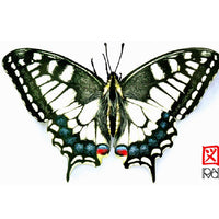 Carnet d'insectes N 1 - Papilio Machaon