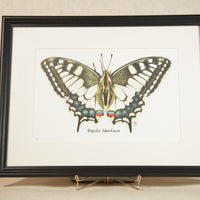 Carnet d'insectes N 1 - Papilio Machaon