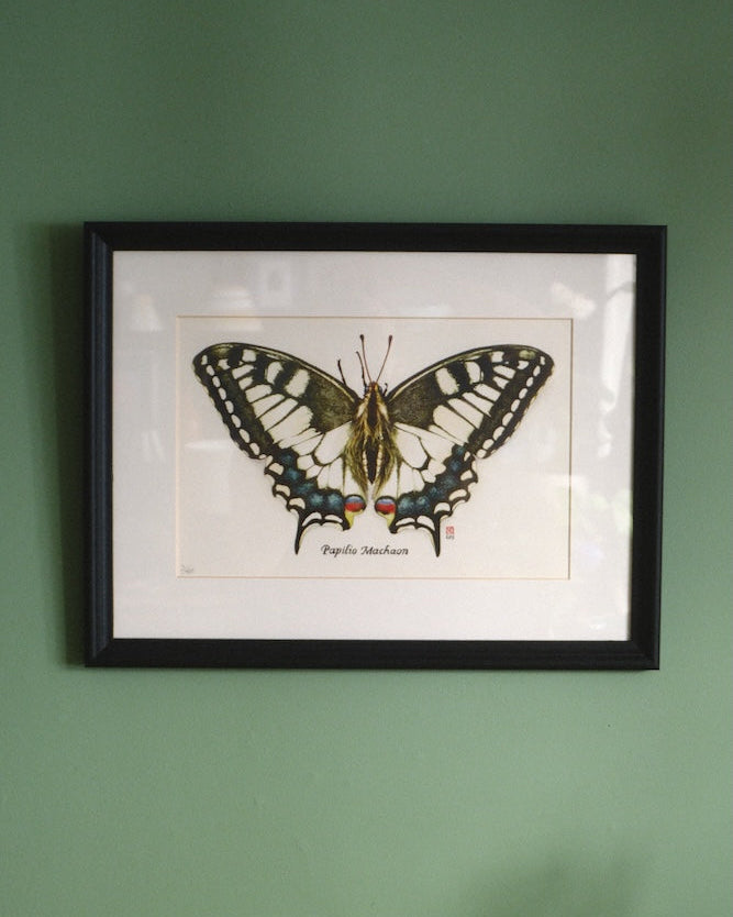 Dessin Papillon