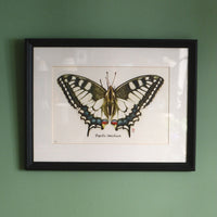 Dessin Papillon