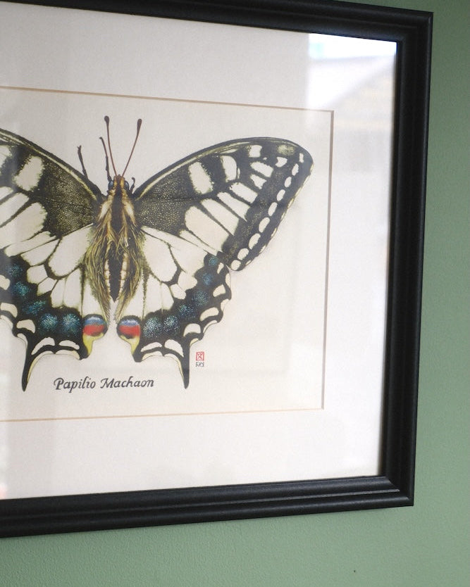 Dessin Papillon
