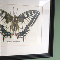 Dessin Papillon