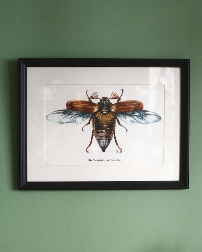 Dessin insect
