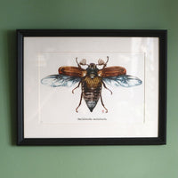 Dessin insect