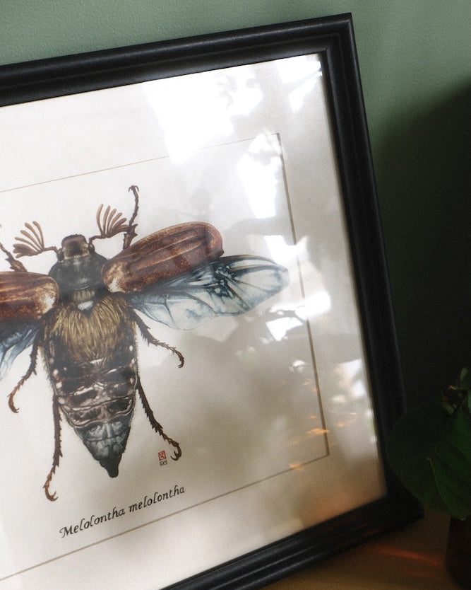 Dessin insect
