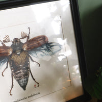 Dessin insect
