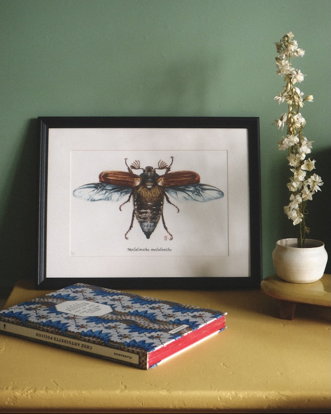 Dessin insect