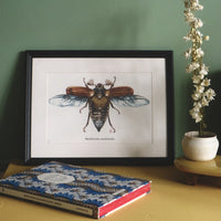 Dessin insect