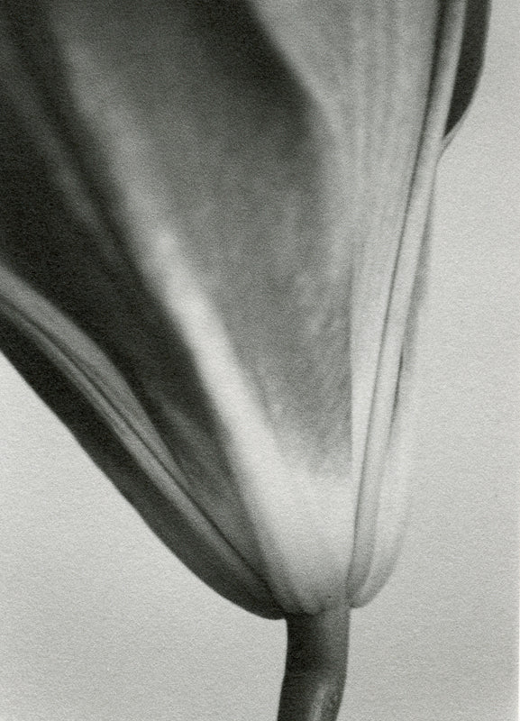 Forme Botanique NB30 - Michiko Picco