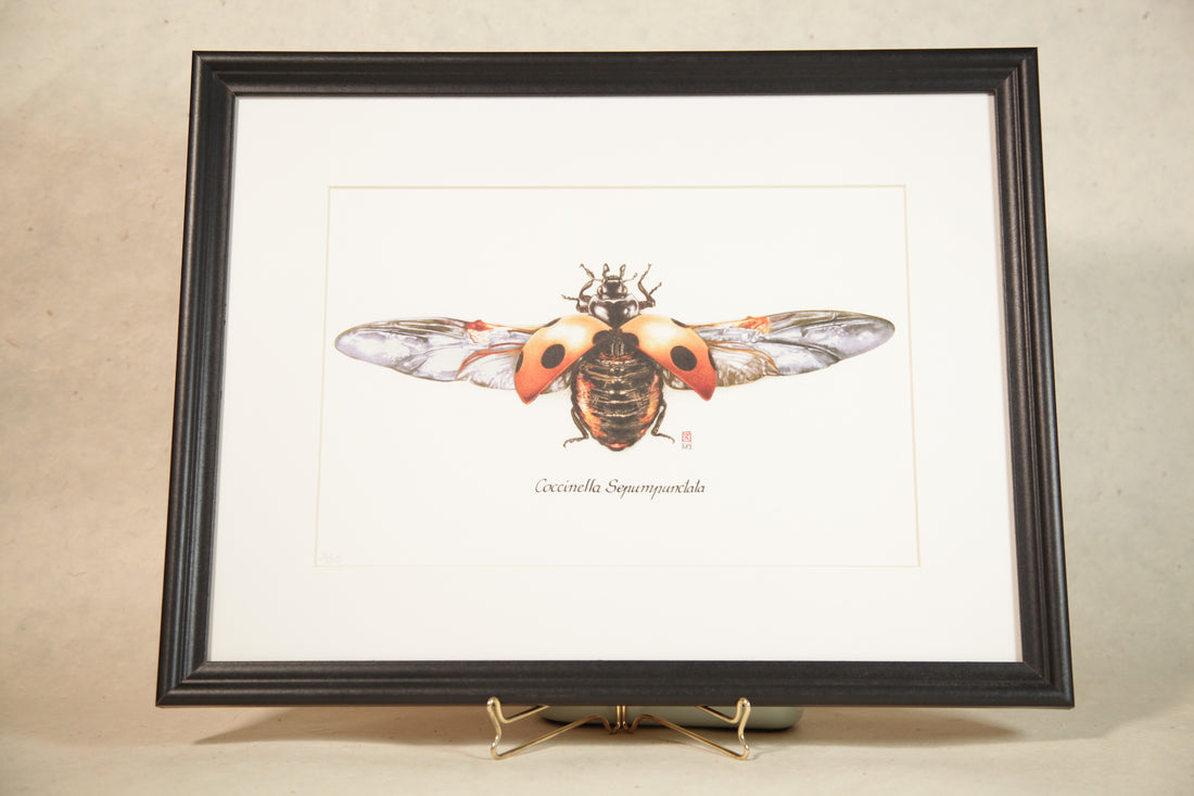 Carnet d'insectes N 1 - Coccinella Septempunctata